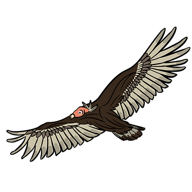 turkey vulture.png