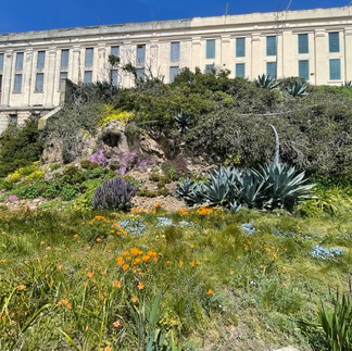 The main prison building on Alcatraz. In front of it is a wildflower meadow.