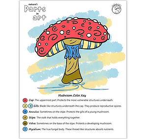 A worksheet labeling mushroom anatomy.