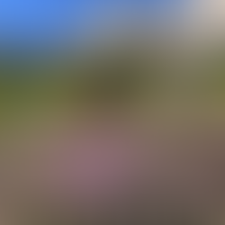 Four Western Gulls in front of the Alcatraz prison.