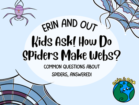 Kids ask! How do spiders make webs?