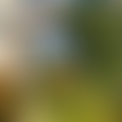 Hens and chicks, as well as ivy, growing up Alcatraz's abandoned buildings. 