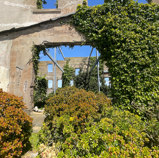 Hens and chicks, as well as ivy, growing up Alcatraz's abandoned buildings. 