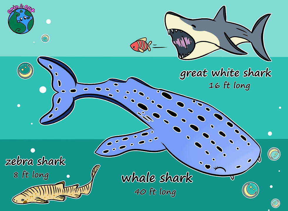 An illustrated graphic comparing sharks of different sizes, including a great white shark, whale shark and zebra shark.