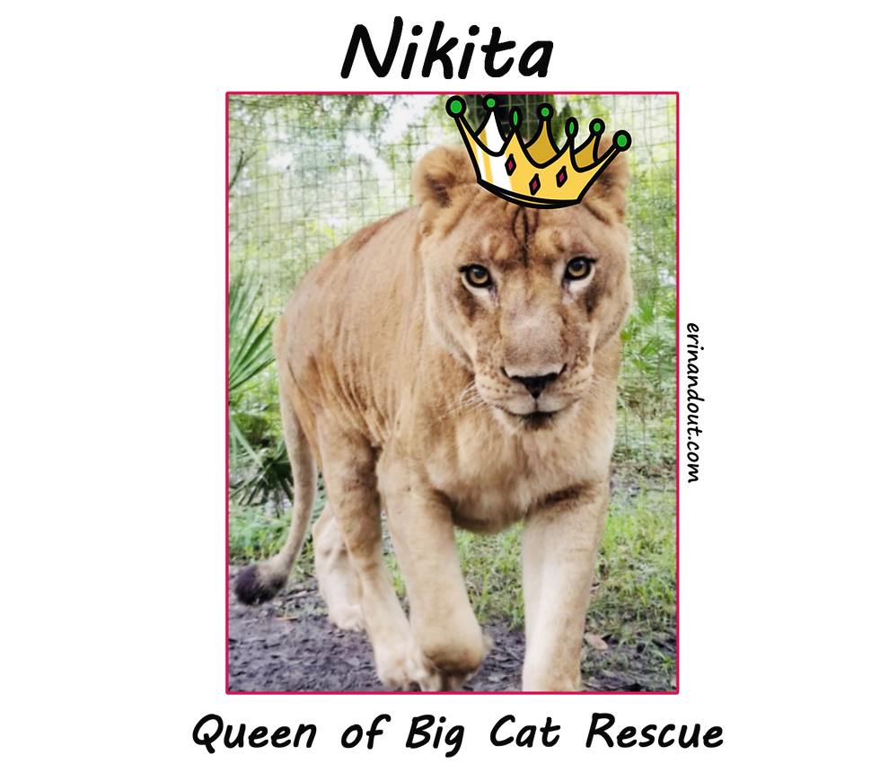 A photo featuring Nikita, a lioness at Big Cat Rescue.