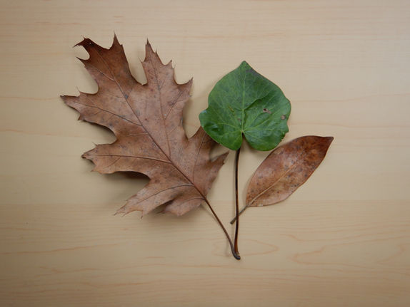 Three different kinds of leaves.