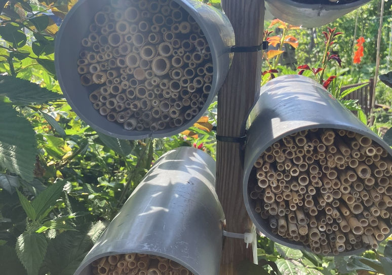 An einem Holzpfosten sind mehrere Rohre befestigt. In den Rohren sind Schilfstangen. Das ist ein Wildbienen-Haus. Es steht im Gemeinschaftsgarten des Treffs.