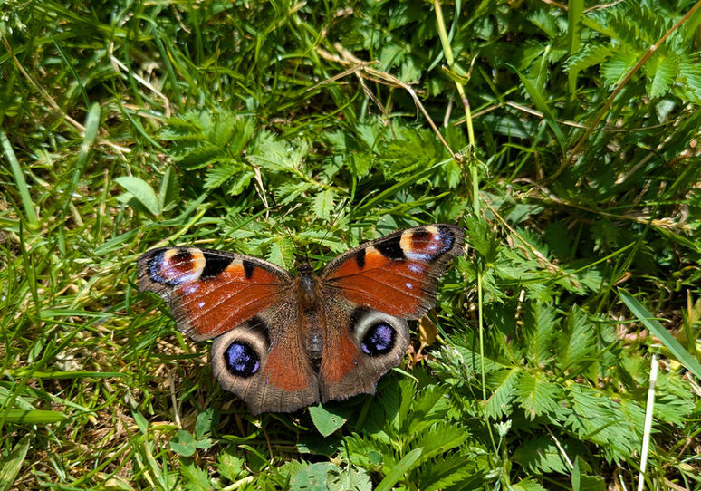 Ein Schmetterling sitzt im Gras.