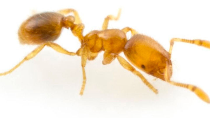Macro close-up of a small brown ant with a segmented body and antennae, highlighted against a clean, bright white background.