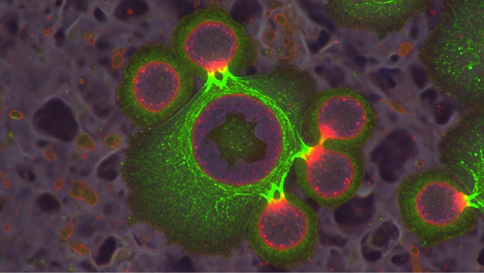 This fluorescent micrograph shows vibrant green and red cells against a dark background. Circular structures appear interconnected, suggesting interaction at a cellular level.