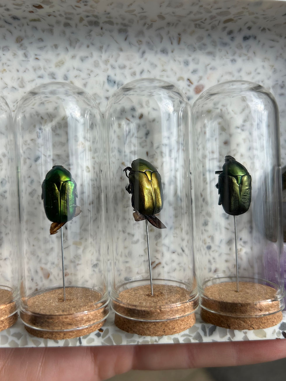 Thumbnail:  Protaetia cuprea beetle (Kupfer-Rosenkäfer)