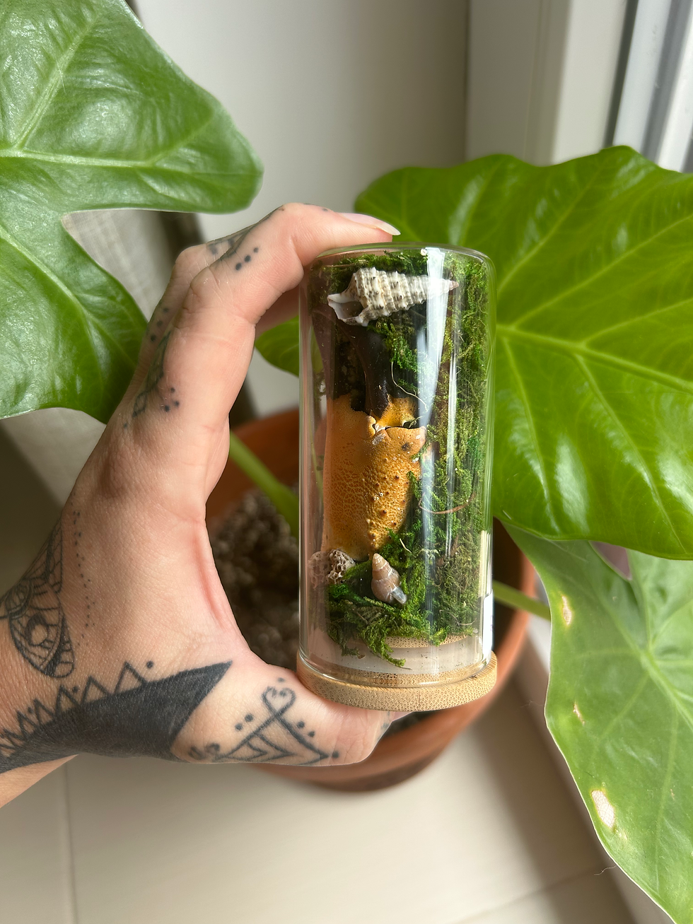Miniaturbild: Glass Dome Cancer 