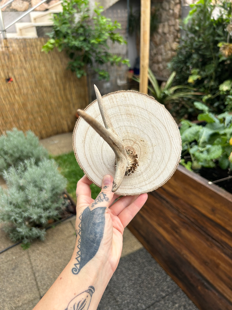 Miniaturbild: Antler Clothes hook 