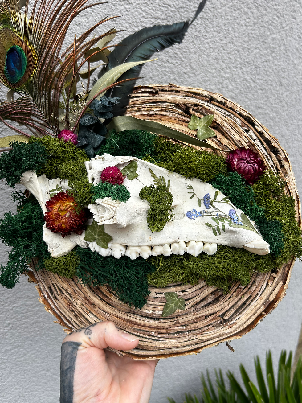 Thumbnail: Wild Boar upper jaw - Wall Sculpture 