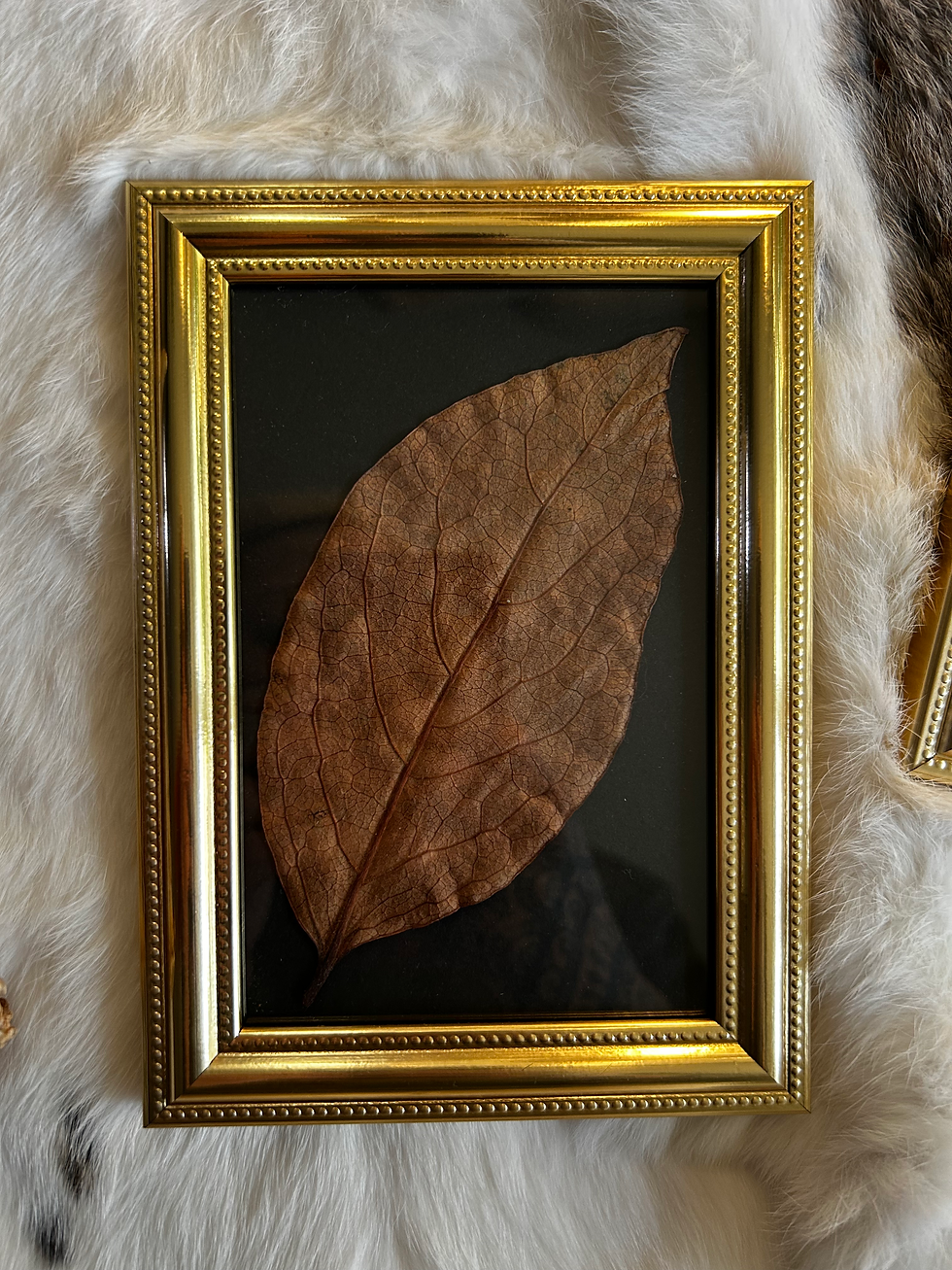 Thumbnail: Kaki leaf 