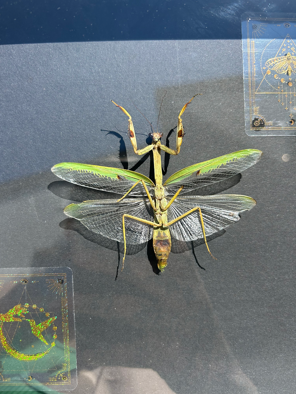 Thumbnail: Mantis (Stagmatoptera femoralis) 