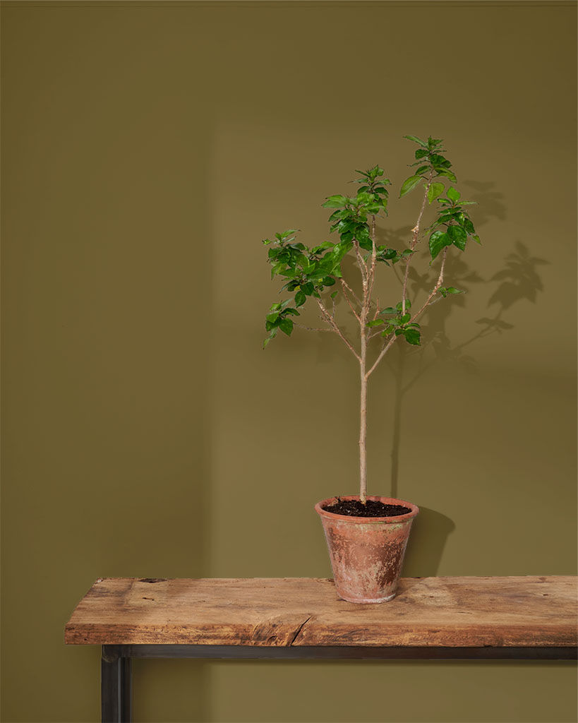 Miniatură: Annie Sloan vopsea perete – OLIVE