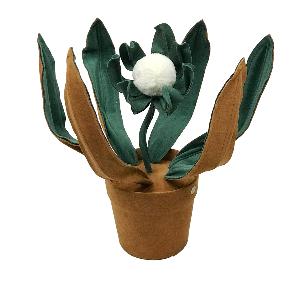Miniatura: Protea com vaso