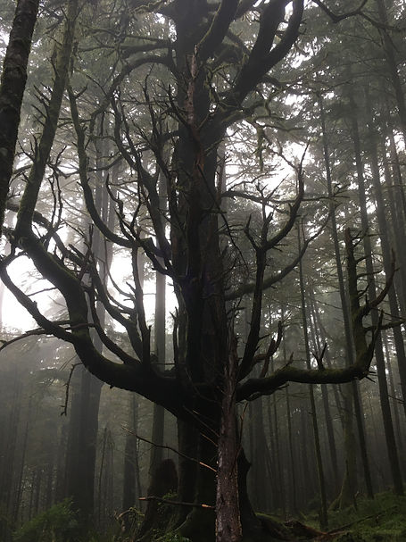 3472 Hiking14 _ Ancient Tree (1).JPG