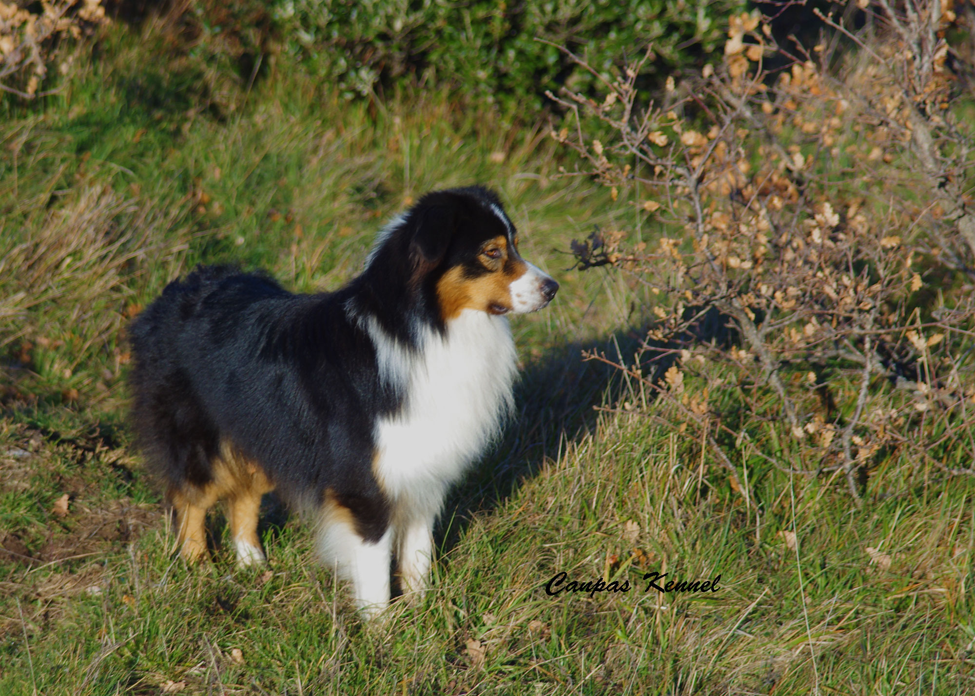 australian shepherd dark
