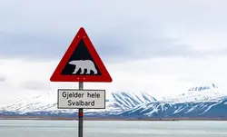 polar-bear-sign-on-svalbard