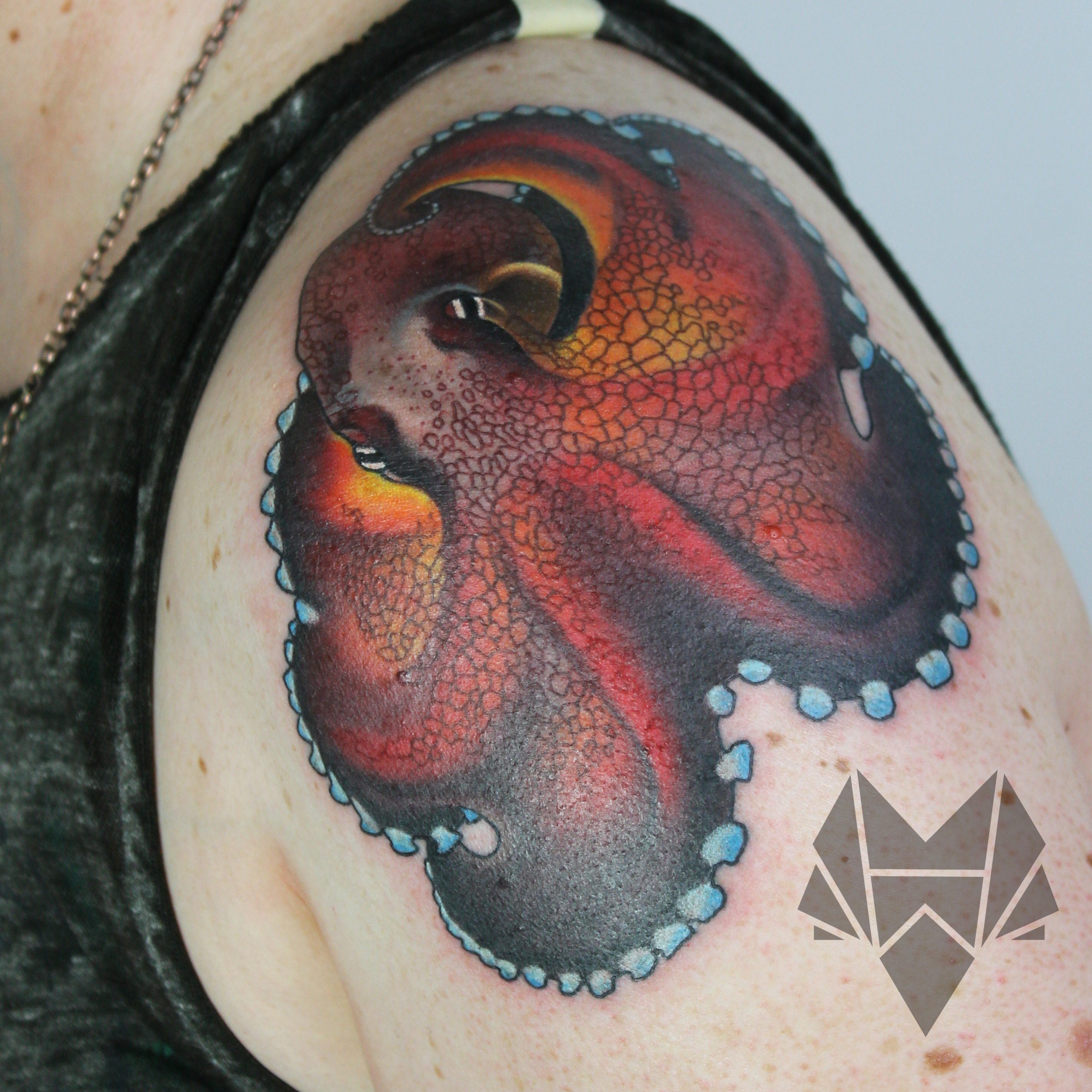 coloroctopus