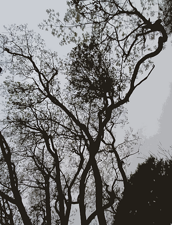 木2(800600).png