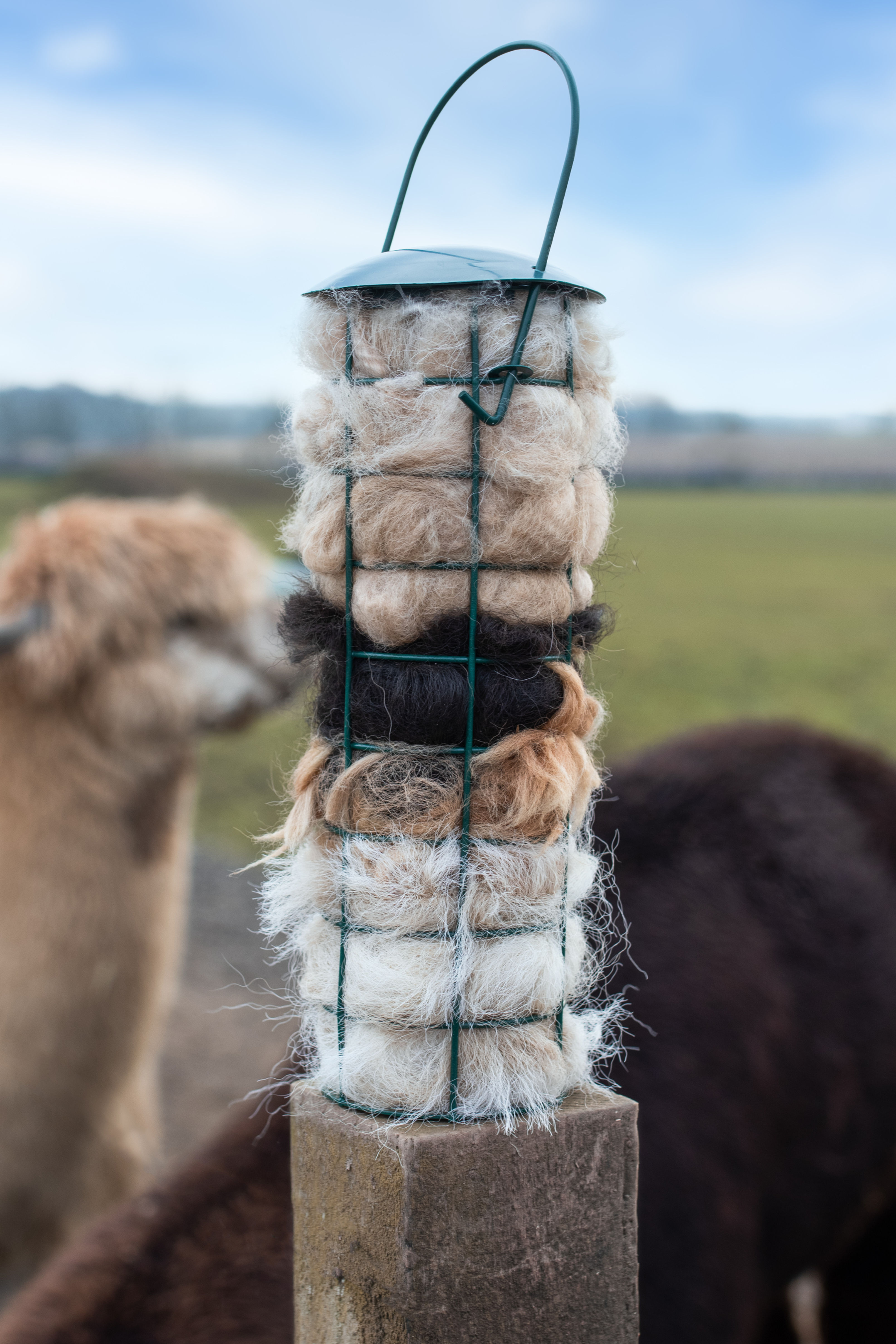 Photo of alpaca fibre bird nester