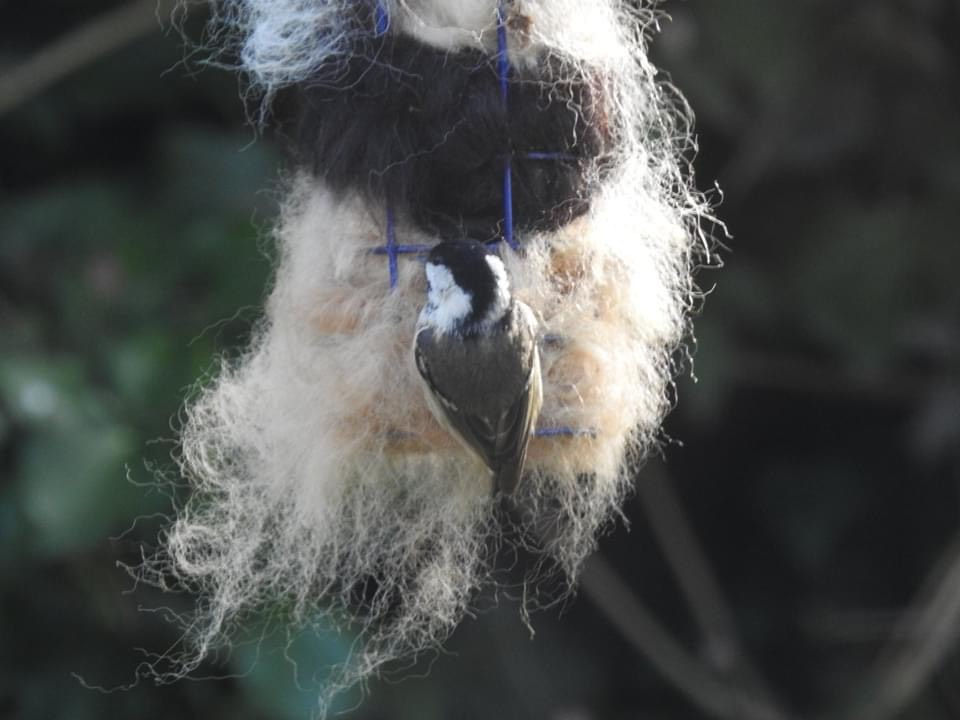 Thumbnail: Photo of bird on alpaca bird nester
