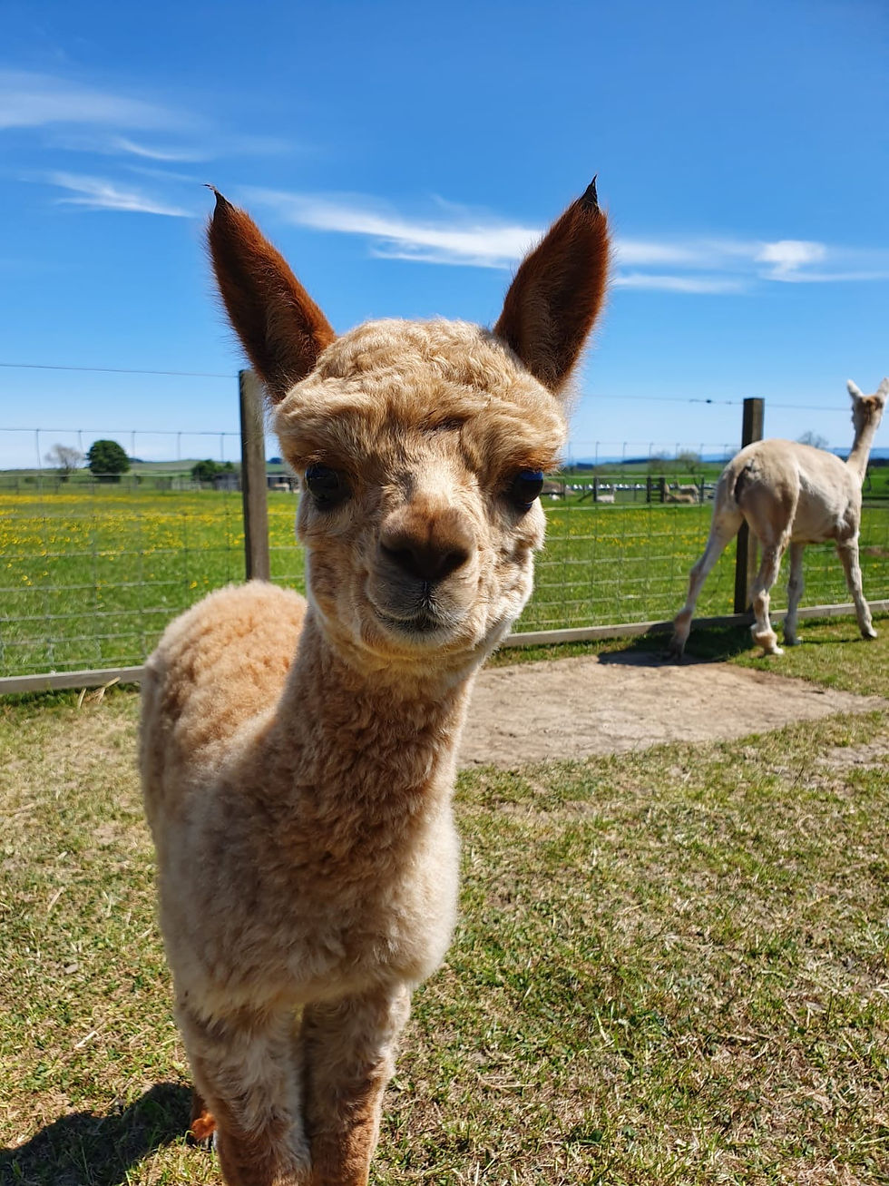 Cameron Baby Alpaca