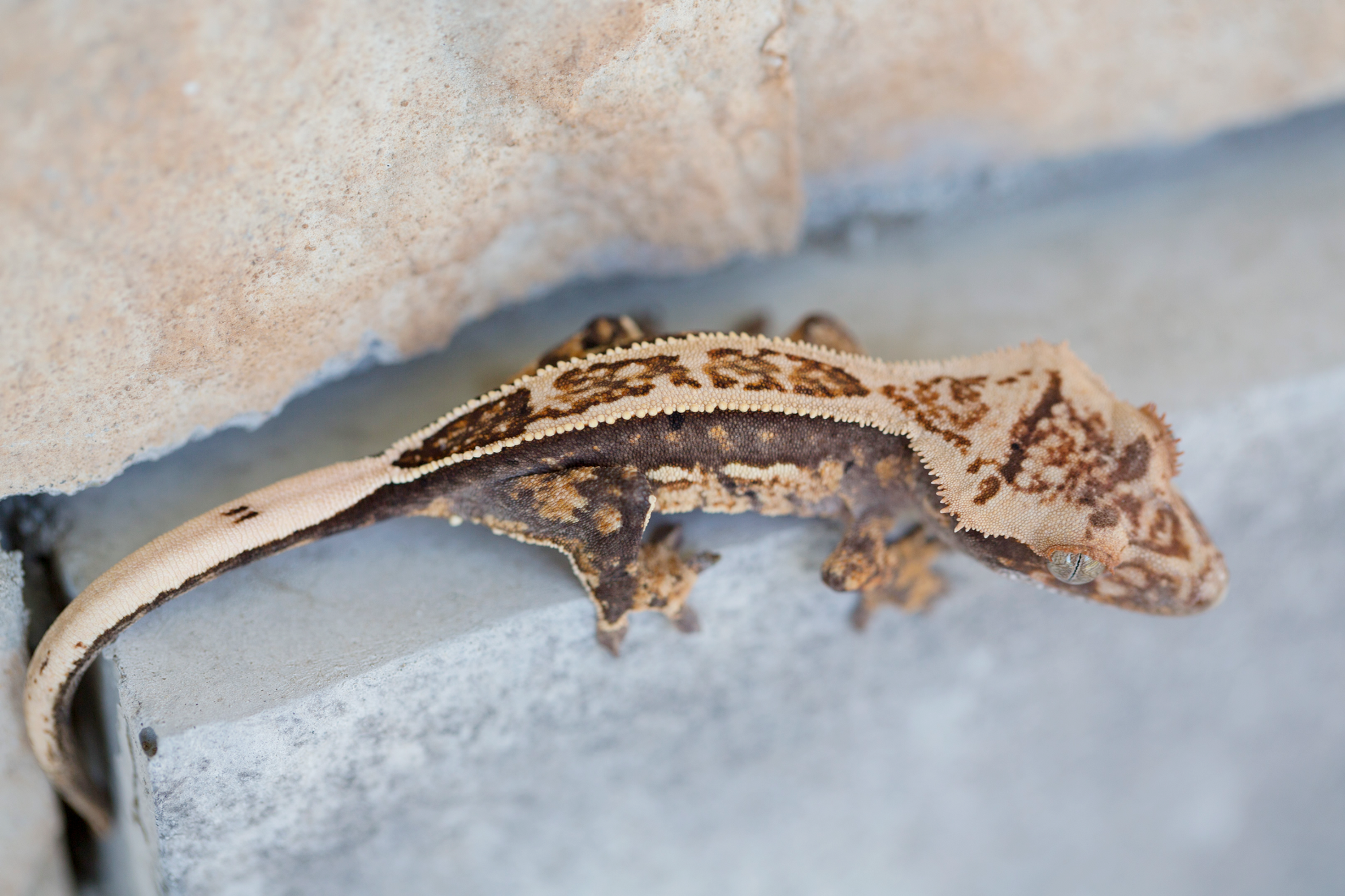 Pinstripe Crested Gecko