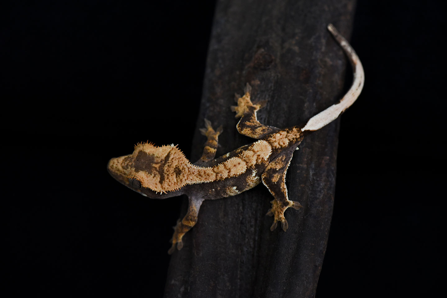 Extreme Harlequin Crested Gecko