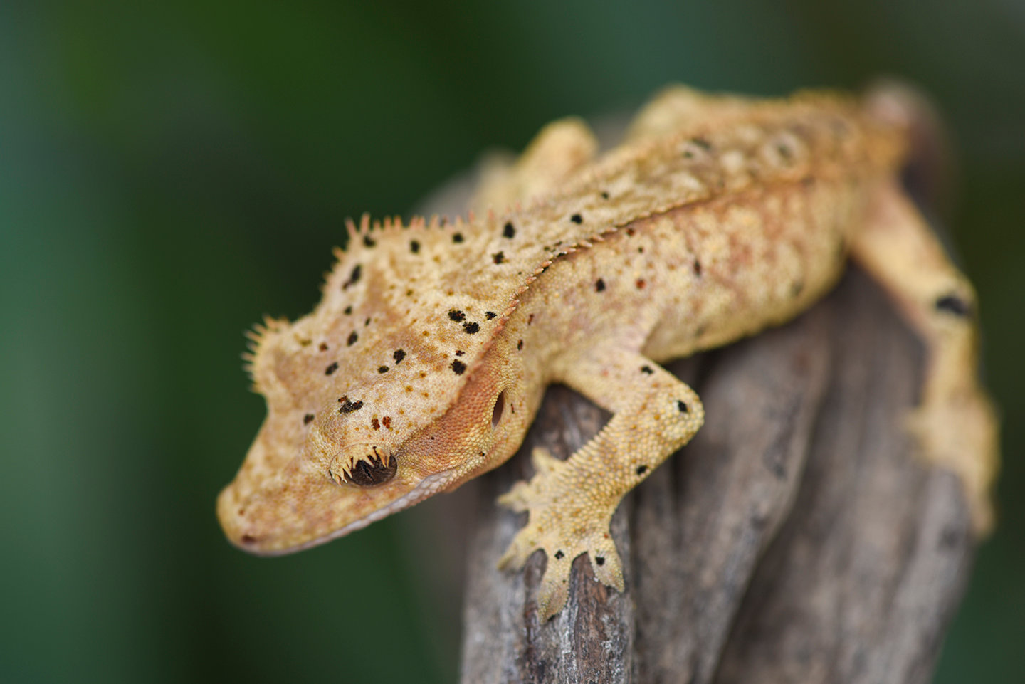 Dalmatian Crested Gecko For Sale | Fringemorphs