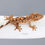 Thumbnail: Yellow Dalmatian Crested Gecko