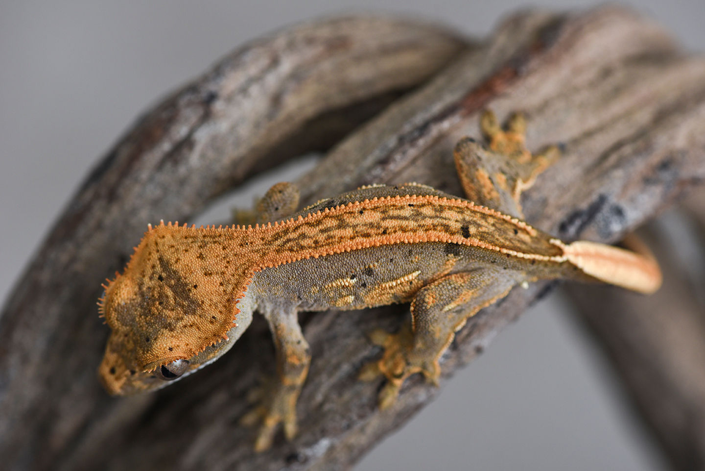 Lavender Tangerine Pinstripe Crested Gecko