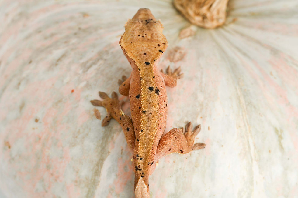 Thumbnail: Mardi Gras Super Dalmatian Crested Gecko