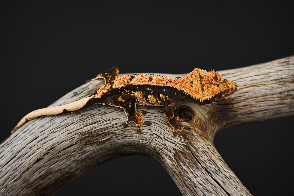 Thumbnail: High Contrast Pinstripe Crested Gecko