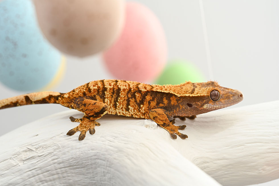 Thumbnail: XXX Lines Tri-Color Extreme Harlequin Crested Gecko