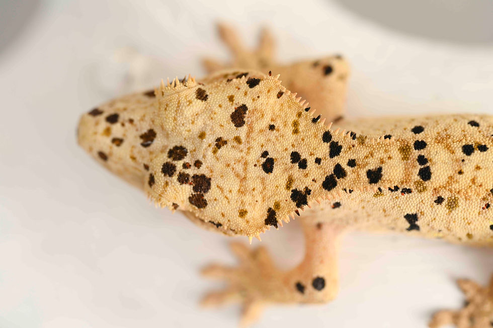 Thumbnail: Ink Spot Super Dalmatian Crested Gecko