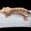 Thumbnail: 50% HET Axanthic Crested Gecko