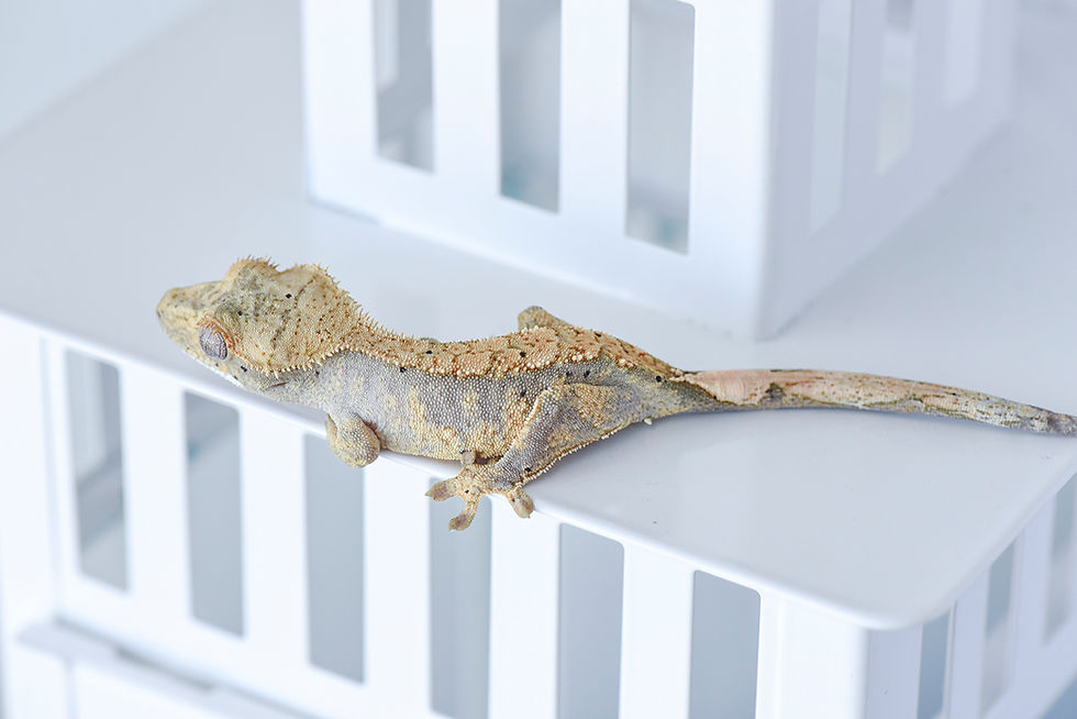 Thumbnail: Extreme Harlequin Crested Gecko