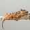 Thumbnail: Super Dalmatian Crested Gecko