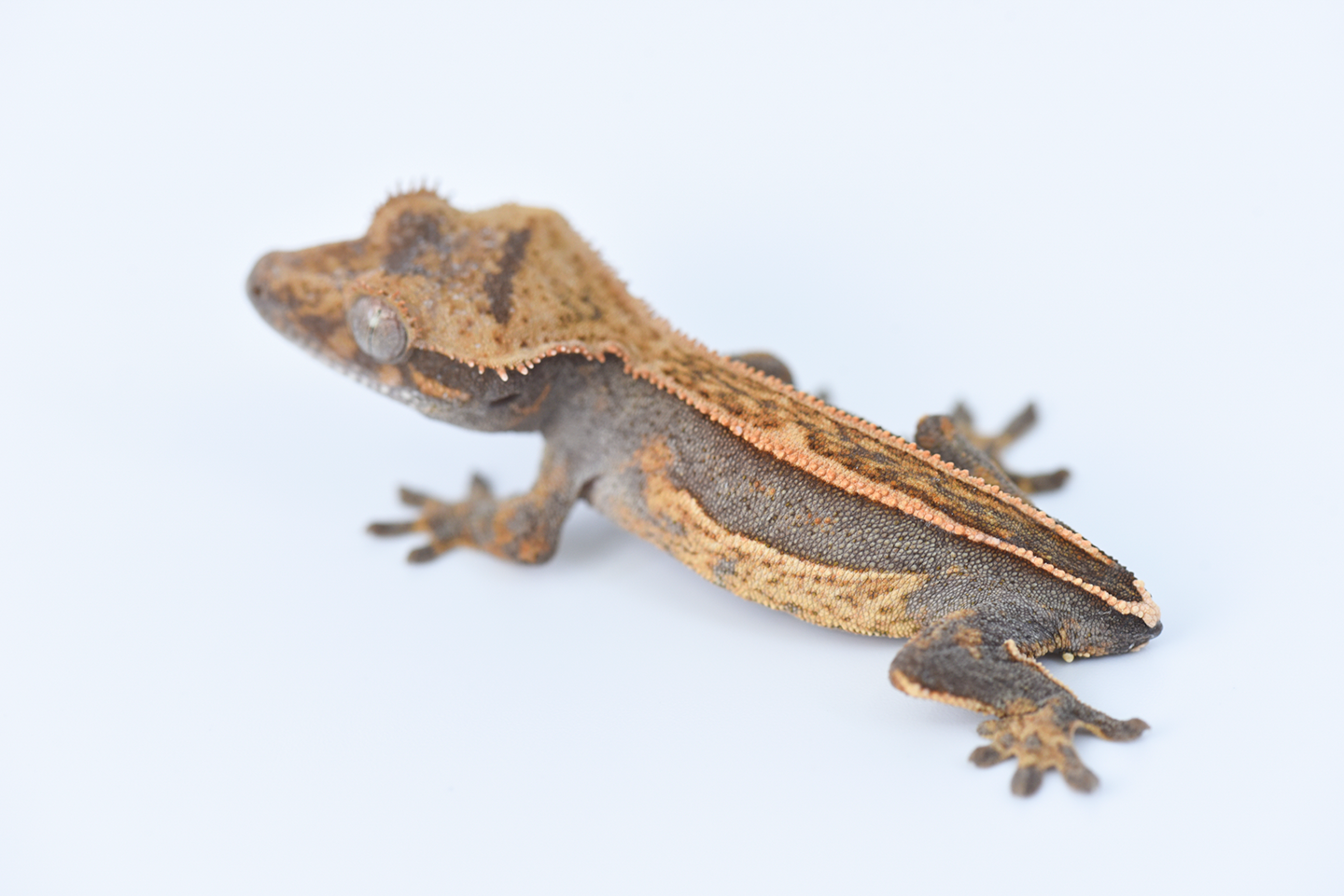 Tangerine Quad-Stripe Crested Gecko