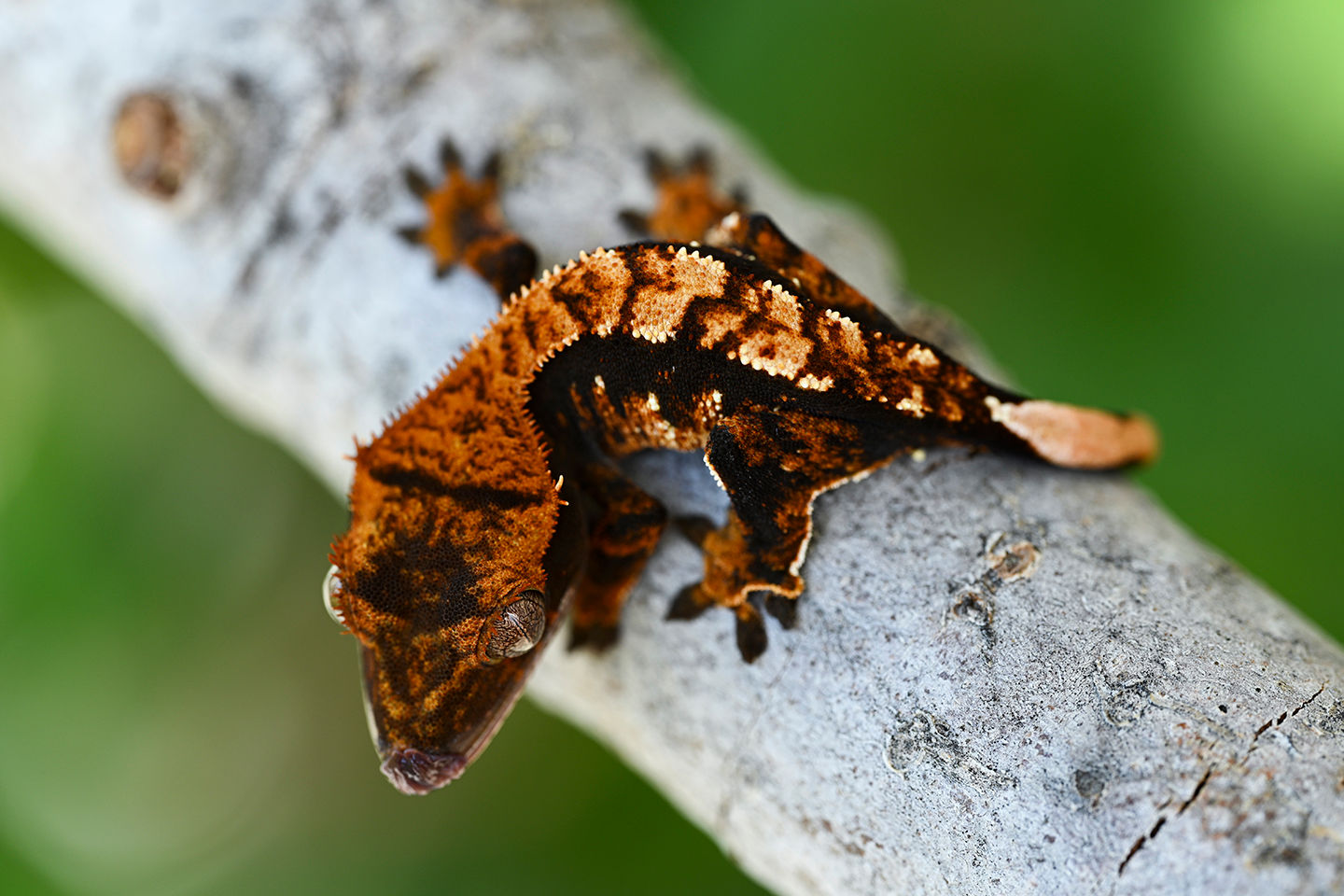 Tri-Color/Jet Black Base Harlequin Crested Gecko