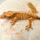 Thumbnail: XXX Lines Extreme Harlequin Crested Gecko