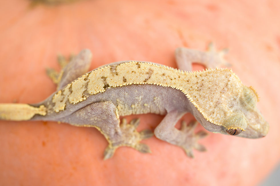 Pink Line ✿ Harlequin Crested Gecko