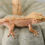 Thumbnail: Mardi Gras Dalmatian Crested Gecko