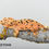 Thumbnail: Orange Dalmatian Crested Gecko