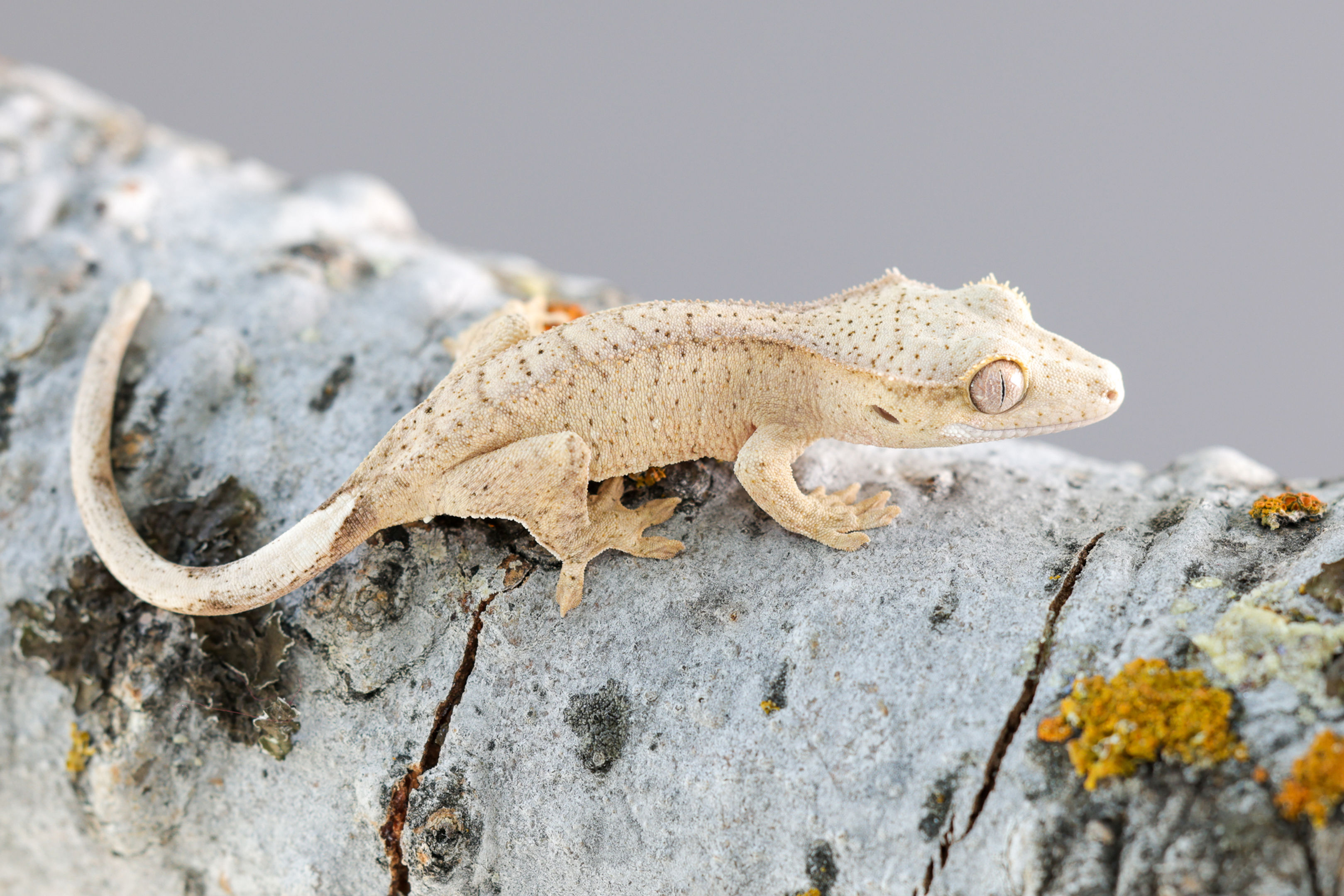 66% Het Axanthic Crested Gecko