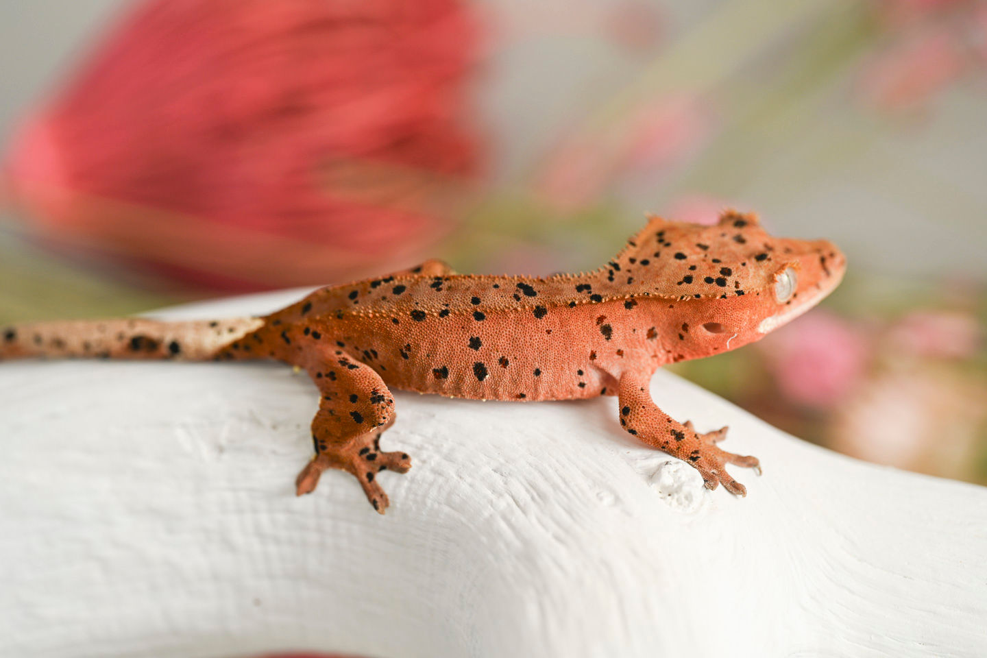 Mardi Gras Super Dalmatian Crested Gecko